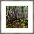 Rain Forest Path-signed-#6575 Framed Print