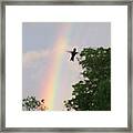 Rainbow Bird Framed Print