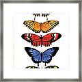 Rainbow Butterflies Framed Print