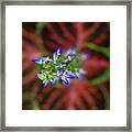 Rainbow Coleus Framed Print