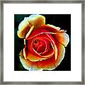 Rainbow Rose Framed Print