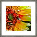 Rainbow Sunflower Framed Print
