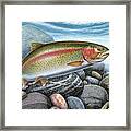 Rainbow Trout Stream Framed Print