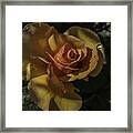 Raindrop Rose Framed Print