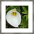 Raindrops And Lilies Framed Print