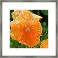 Raindrops On A Salmon Pansy Framed Print