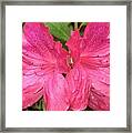 Raindrops On Pink Azaleas Framed Print