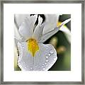 Raindrops On White Iris Framed Print
