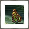 Rainforest Butterfly Framed Print