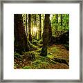 Rainforest Path Framed Print