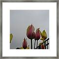 Rainy Day Tulips Framed Print