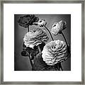 Ranunculus In Monochrome Framed Print