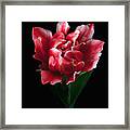 Rare Tulip Willemsoord Framed Print