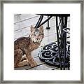 Are You Looking At Me Framed Print