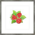 Raspberry Bunch Framed Print