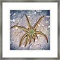 Rasta Star Framed Print