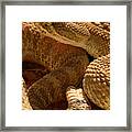 Rattlesnake And Rattle Framed Print