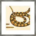 Rattlesnake Framed Print