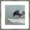 Raven In Winter Framed Print