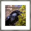 Raven Profile Framed Print