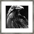 Raven Watching Framed Print