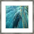 Ray Of Light Diver Underwater Framed Print