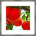 Ready To Pick Framed Print