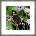 Red Admiral Butterfly And Pincushion Flower Framed Print