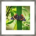 Red Admiral Butterfly Framed Print