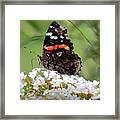 Red Admiral Butterfly Ventral View Framed Print