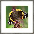 Red Admiral Keeps Head Down Framed Print