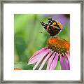 Red Admiral On Cone Flower Framed Print