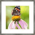 Red Admiral Sails On Cone Flower Framed Print