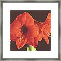 Red Amaryllis Framed Print