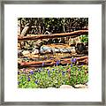 Red And Bluebonnets Framed Print