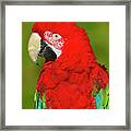 Red And Green Framed Print