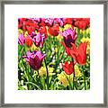 Red And Purple Tulips Framed Print