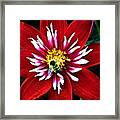 Red And White Flower With Bee Framed Print