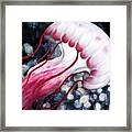 Red And White Jellyfish Framed Print