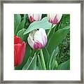 Red And White Tulips Framed Print
