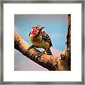 Red And Yellow Barbet Framed Print