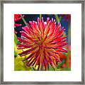 Red And Yellow Dahlia Framed Print