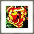 Red And Yellow Tulip Framed Print