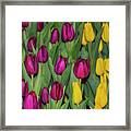 Red And Yellow Tulips Framed Print