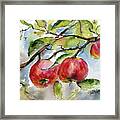 Red Apples And Bees Tree Branch Framed Print