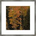 Red Aspens Framed Print