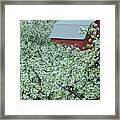Red Barn In The Blossoms Framed Print
