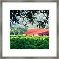 Red Barn In Vineyard Framed Print