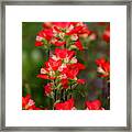 Red Beauties Framed Print