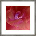 Red Beauty Framed Print